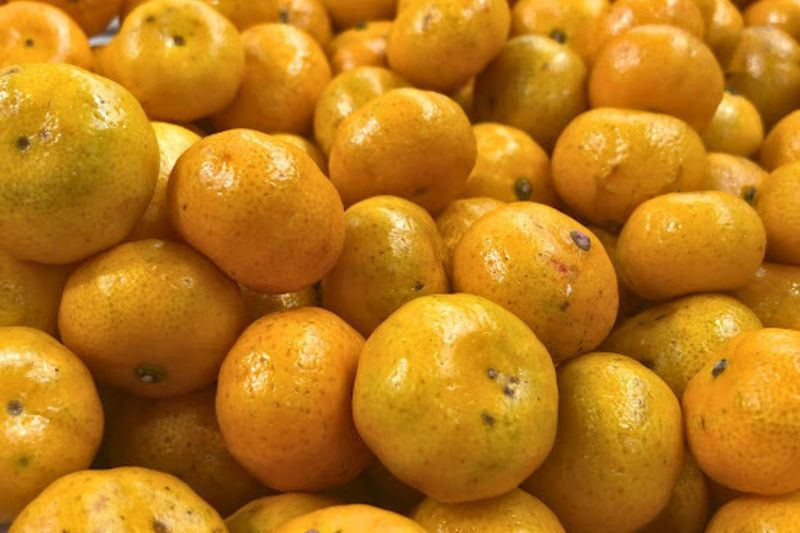 Ученые РАН в Сочи запатентовали три новых сорта мандарина