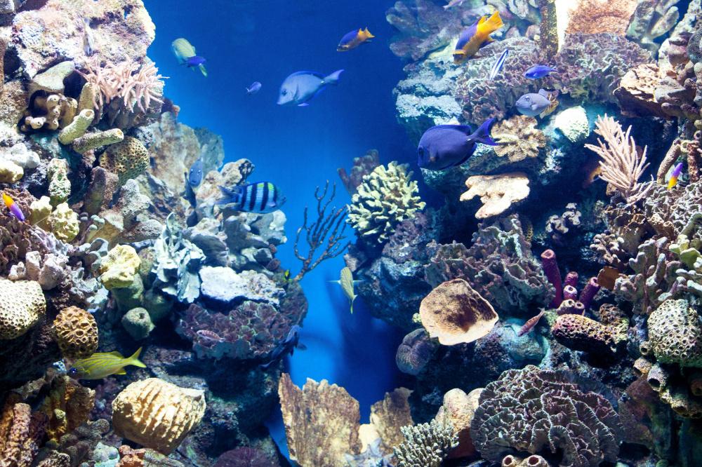 В Анапе снесут океанариум: что с животными
