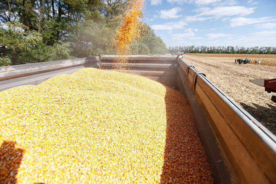 На Кубани планируют собрать больше 2,1 млн тонн зерновой кукурузы