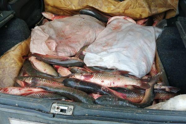 Незаконную транспортировку рыбы пресекли пограничники Краснодарского края