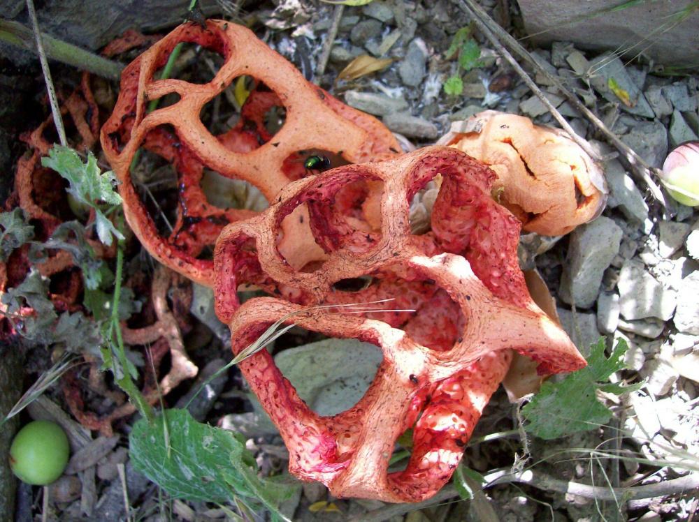 В заповеднике «Утриш» под Анапой обнаружили редкие краснокнижные грибы