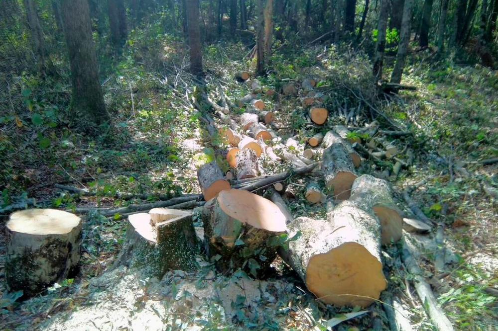 Под Туапсе незаконно срубили деревья на 20 млн рублей
