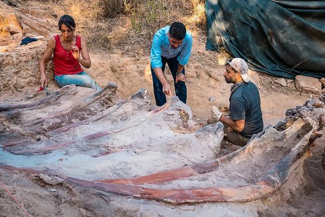 Динозавр с заднего двора: в Португалии найден брахиозавр