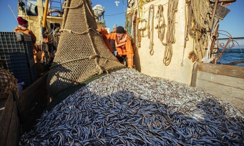 Цены на хамсу не падают из-за сильных штормов в Черном море