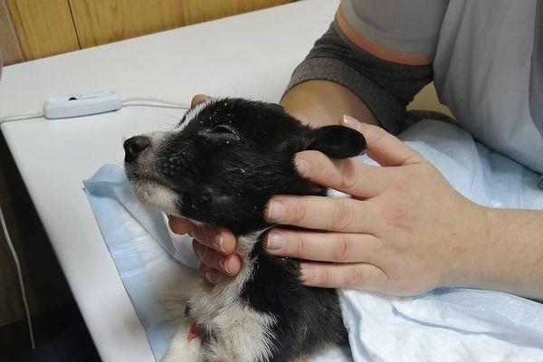 Армавирские зоозащитники спасли щенка, который чуть не погиб на морозе