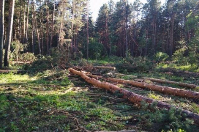 В Сочи спасатели вывели из леса потерявшегося мужчину