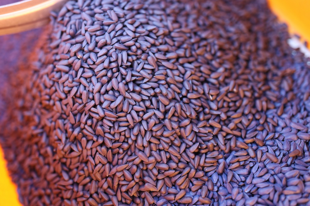 Кубань рассчитывает стать крупнейшим поставщиком семян в России к 2027 году