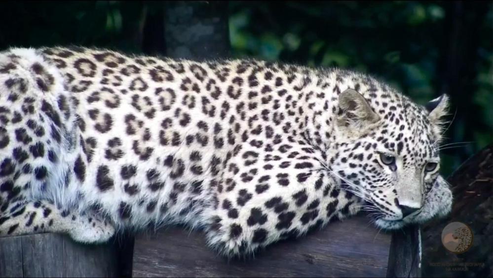 Сочинские леопарды адаптировались в дикой природе