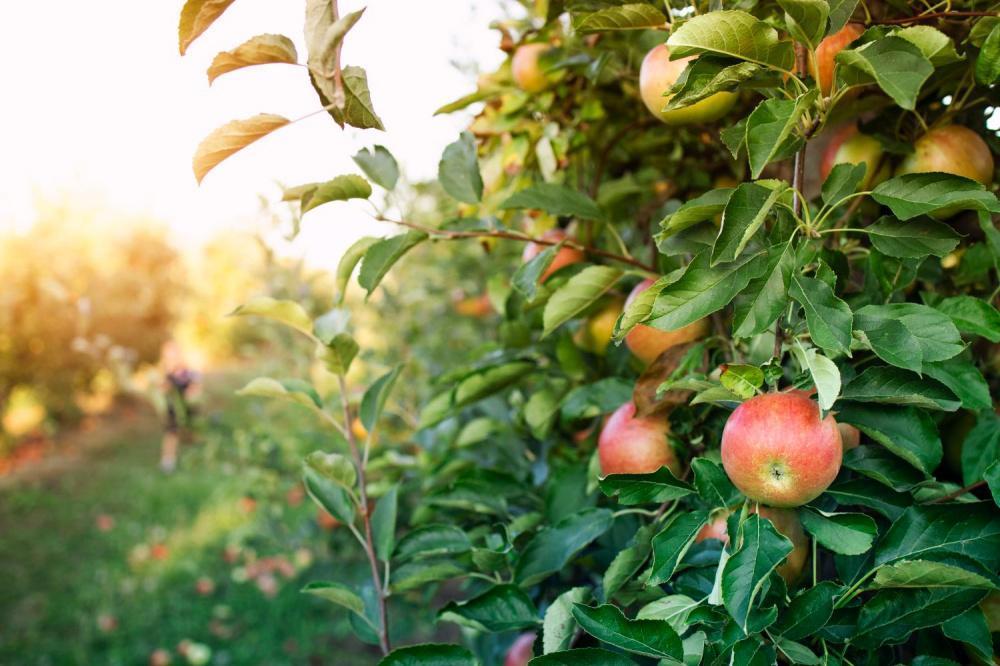 На Кубани собрали 602 тыс. тонн ягод и фруктов в 2022 году
