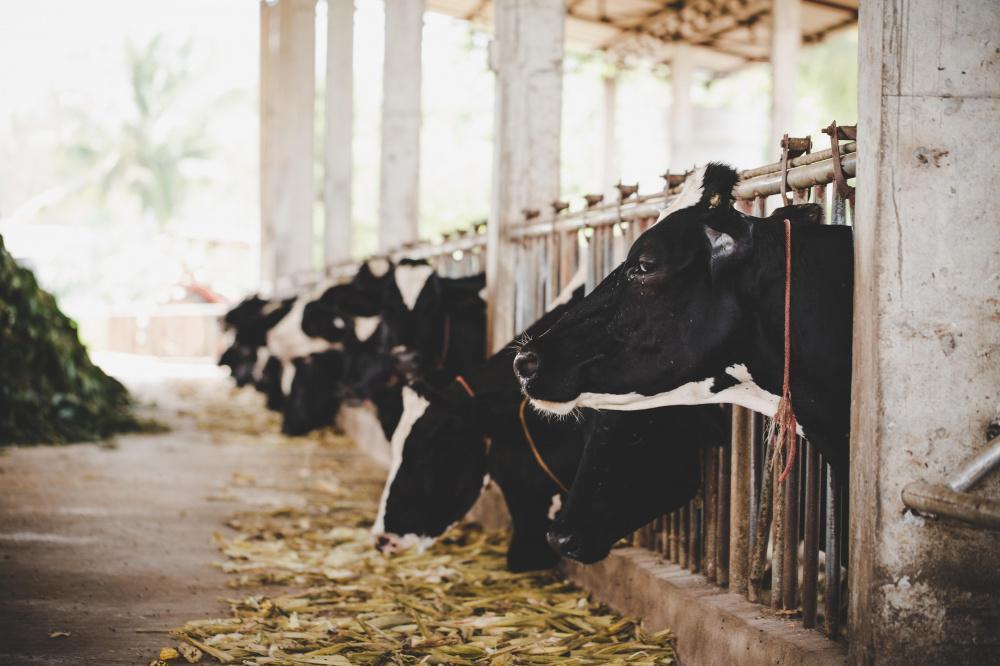 На ферме в Курганинском районе отменили карантин по лейкозу крупного рогатого скота