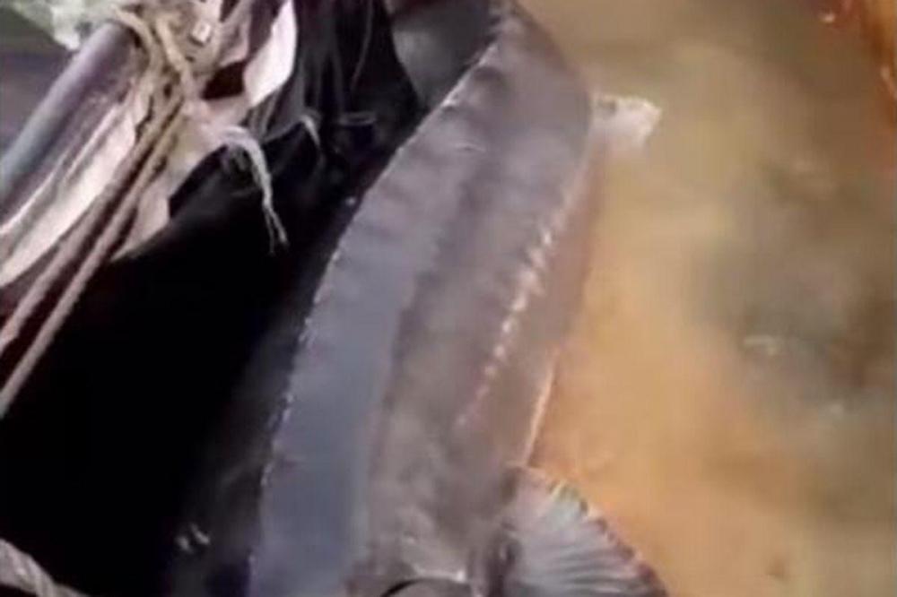 Царь-рыба, пойманная в Темрюке, оказалась фейком ВИДЕО