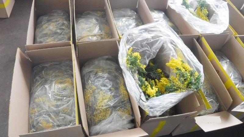 В Россию из Абхазии ввезли 100 тонн мимозы