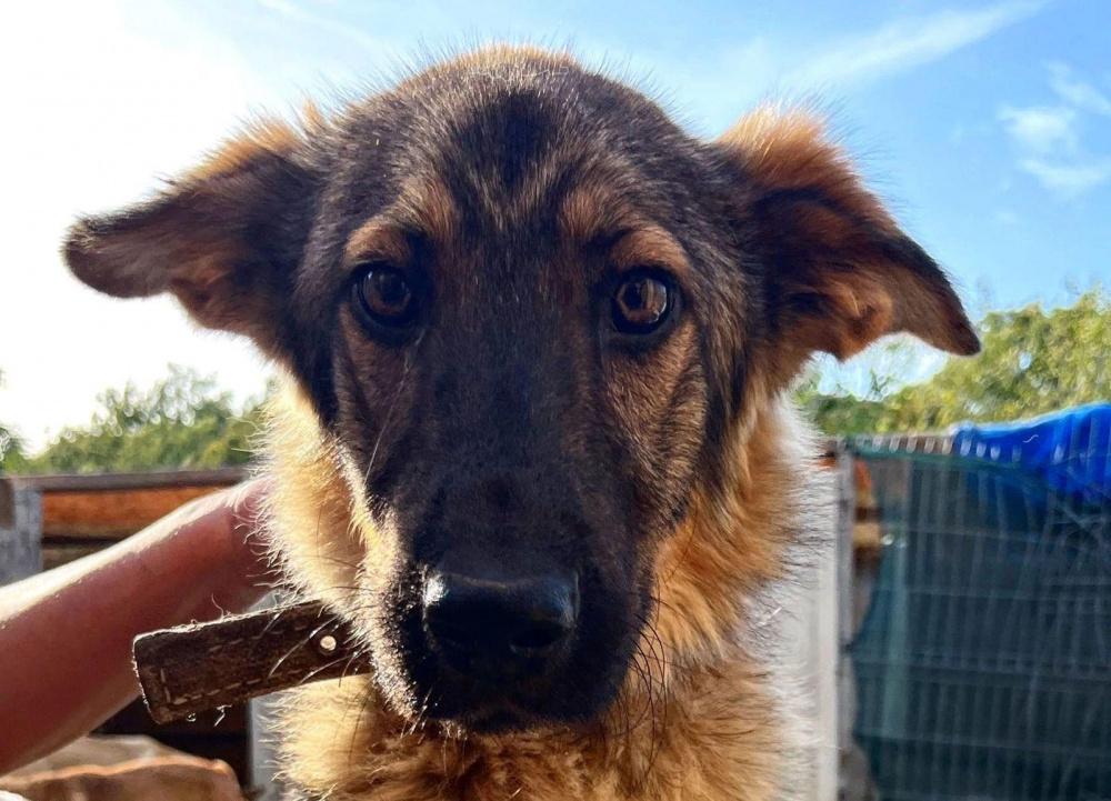 В Новороссийске волонтеры ищут нового хозяина для пса, пострадавшего от рук прежнего владельца