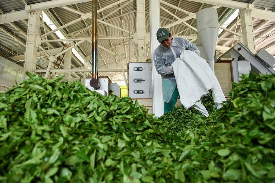 Более 200 тонн свежего чайного листа собрали в Сочи