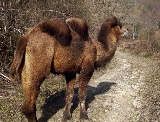 В Сочи замечена сбежавшая из сафари-парка верблюдица