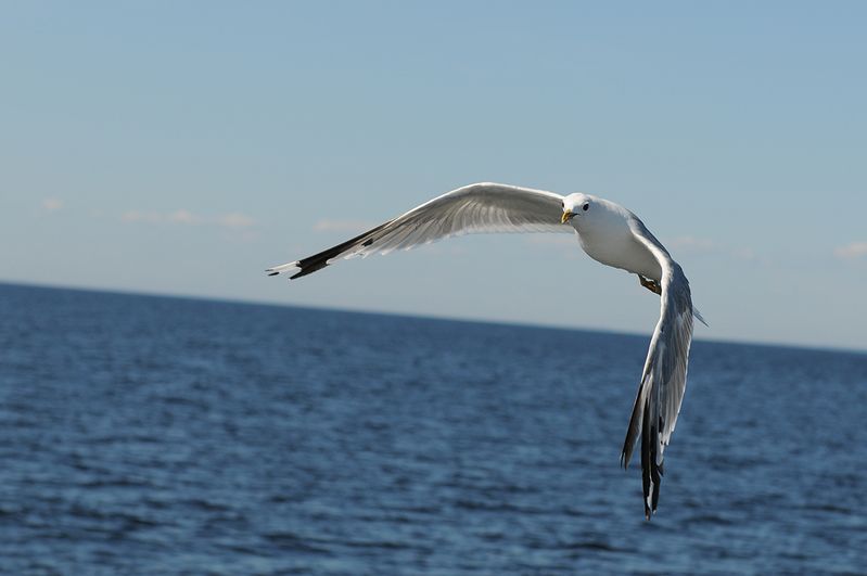 В Геленджике море прогрелось до 24 градусов, а в Ейске — до 26