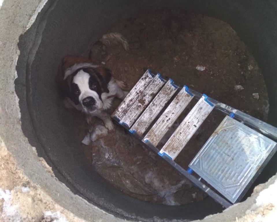 В Новороссийске пёс провалился в колодец во время прогулки