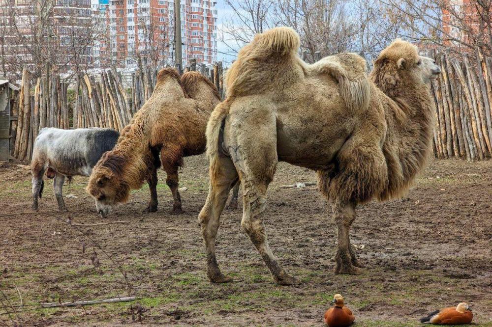 В Анапе фотограф с верблюдом заплатит штраф