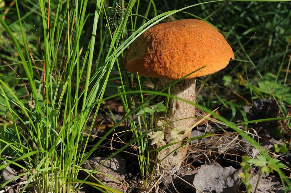 Фото На Кубани выпустили книгу о разнообразии грибов - Новости Кубань-Информ
