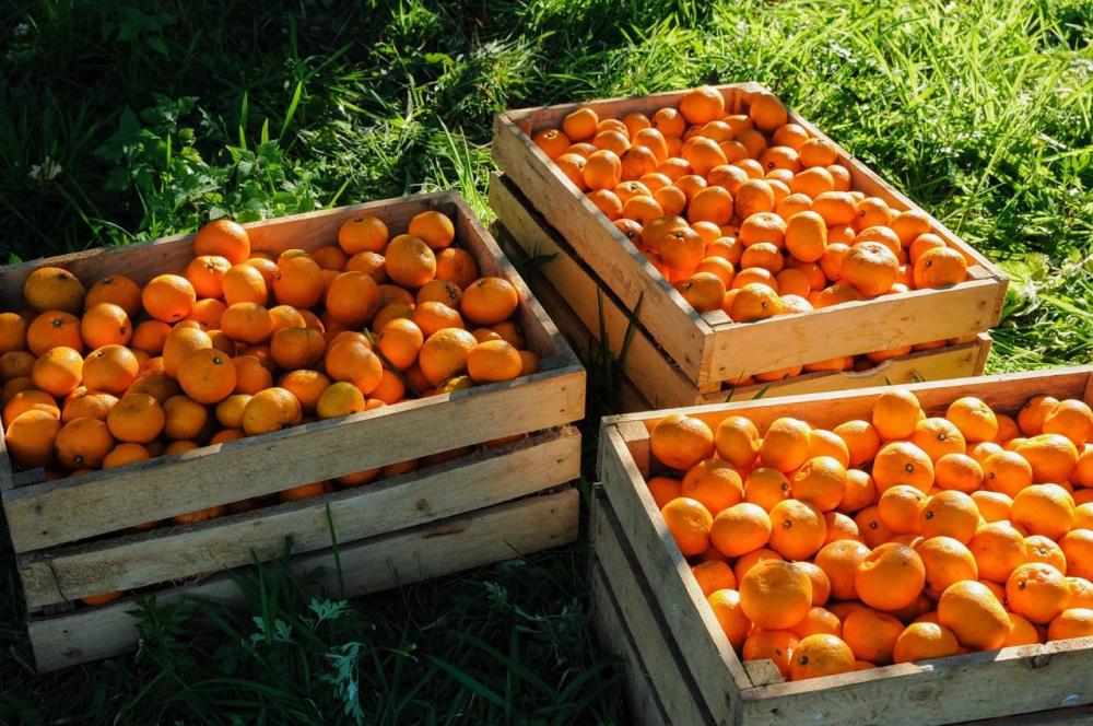 В Россию из Абхазии ввезли более 1 тыс. тонн мандаринов 