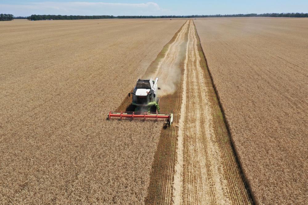 Экспорт зерна с полей Кубани в 2023 году останется на прошлогоднем уровне