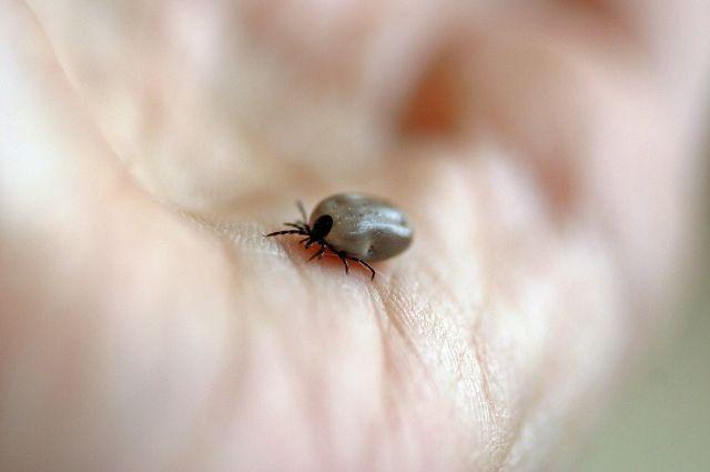 На Кубани клещи покусали в два раза меньше человек, чем в прошлом году