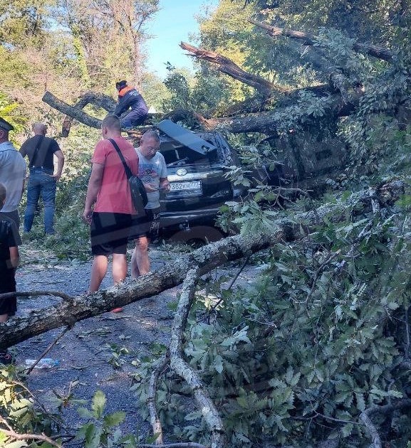 Движение на трассе Джубга – Сочи парализовало рухнувшее дерево