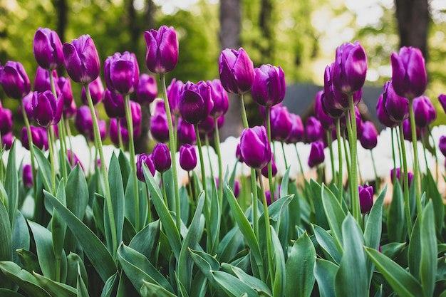 Весной в Краснодаре высадят более 350 тыс. цветов