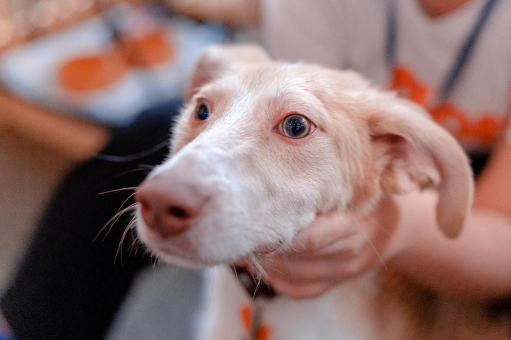 В Геленджике ввели карантин по лептоспирозу собак