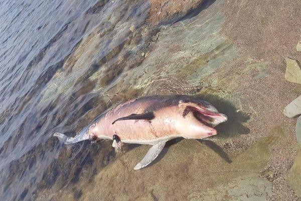 Дельфины продолжают гибнуть в акватории Чёрного моря