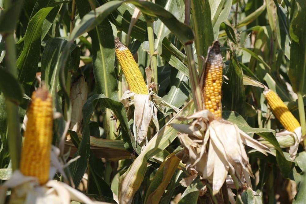 На Кубани стартовал сбор кукурузы, подсолнечника и сои