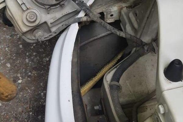 Спасатели извлекли змею из-под капота автомобиля в Сочи