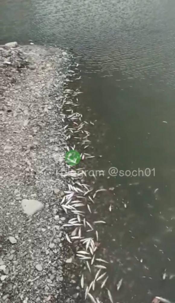 Сочинцы пожаловались на массовый мор рыбы