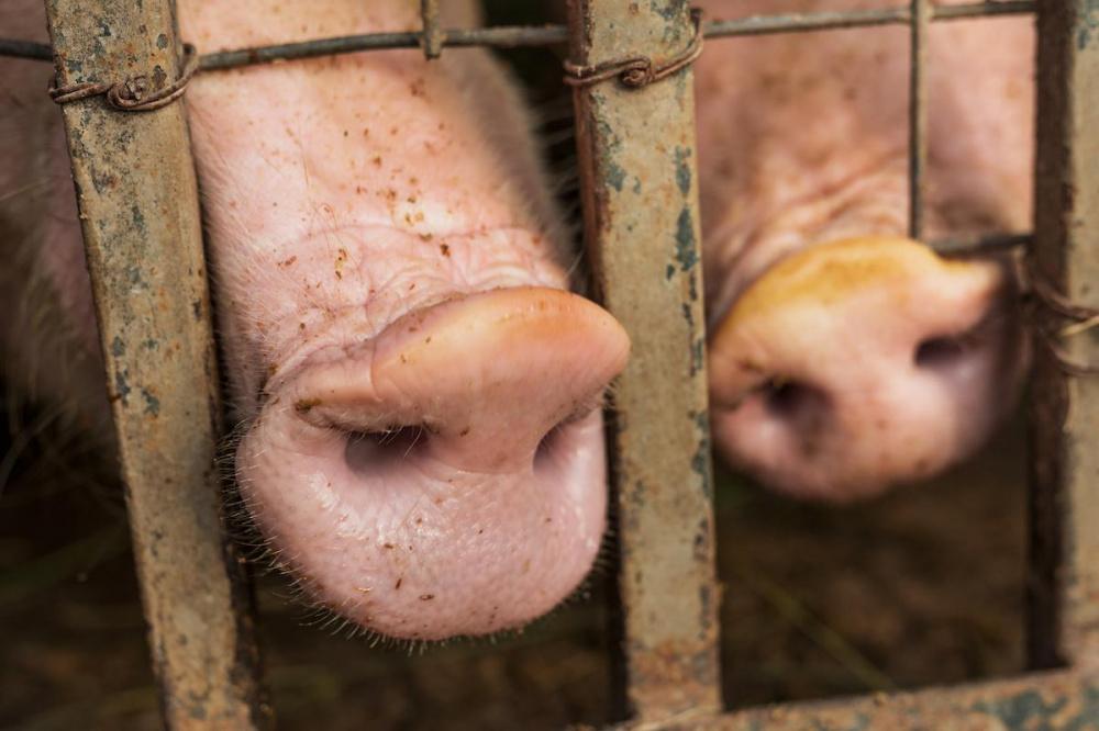 В Ейске в экстренном режиме ликвидируют очаг африканской чумы свиней