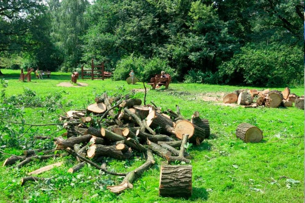 Природоохранная прокуратура запретила Гордуме Новороссийска вырубку деревьев