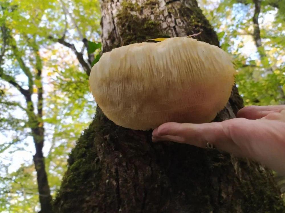 Редкие грибы нашли в Туапсинском районе