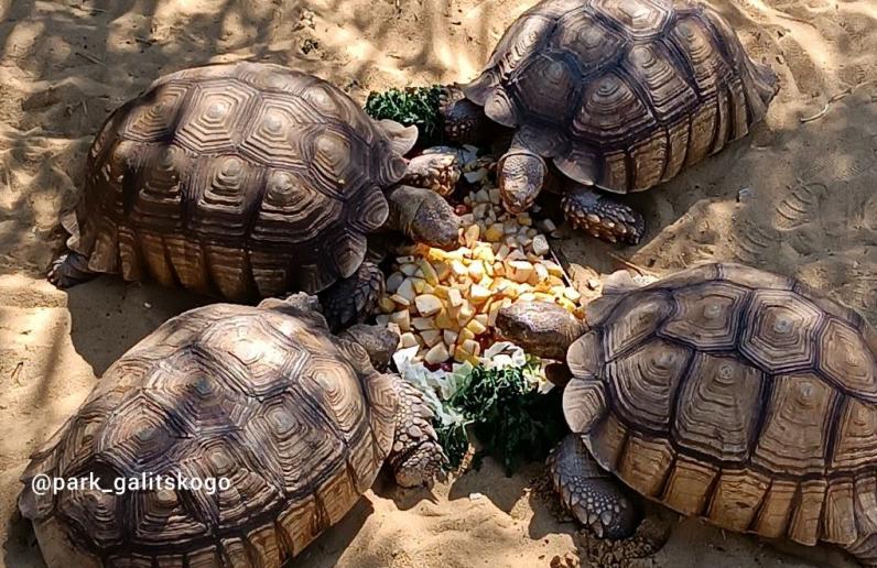 В «Японском саду» Краснодара появились пять африканских черепах