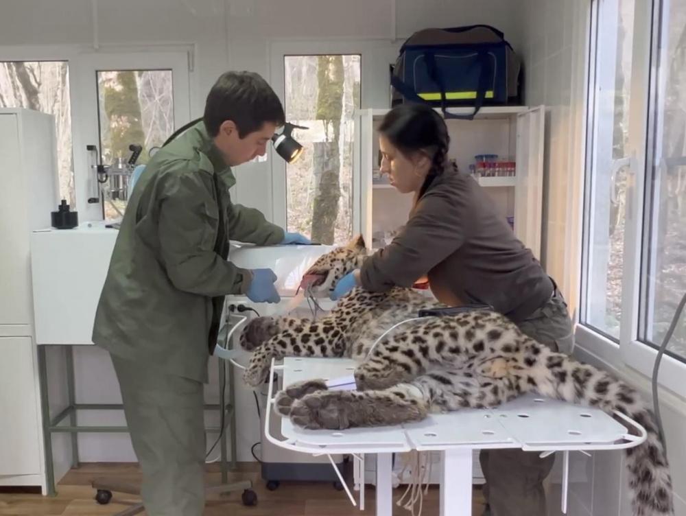 В Сочи для котенка леопарда вызвали стоматолога из Москвы