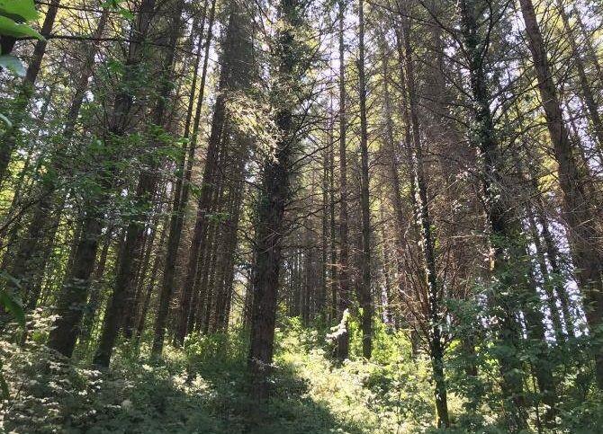«Головинский лесопарк» Сочи стал особо охраняемой территорией регионального значения