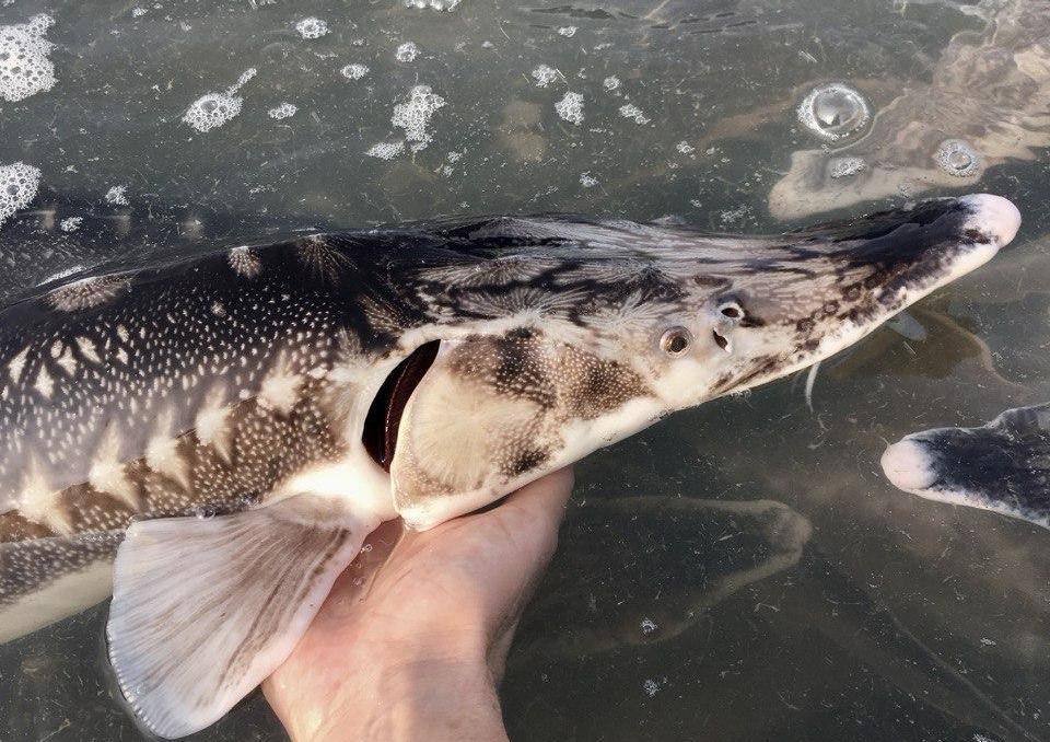 Более сотни особей севрюги выпустили в водоемы Кубани