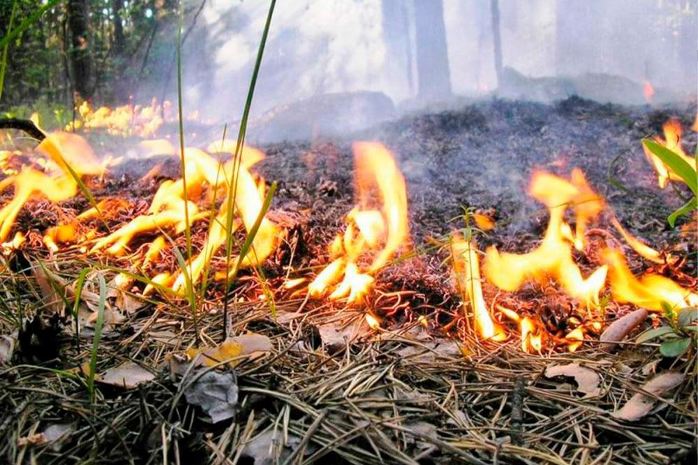 В Геленджике тушат лесной пожар площадью около гектара