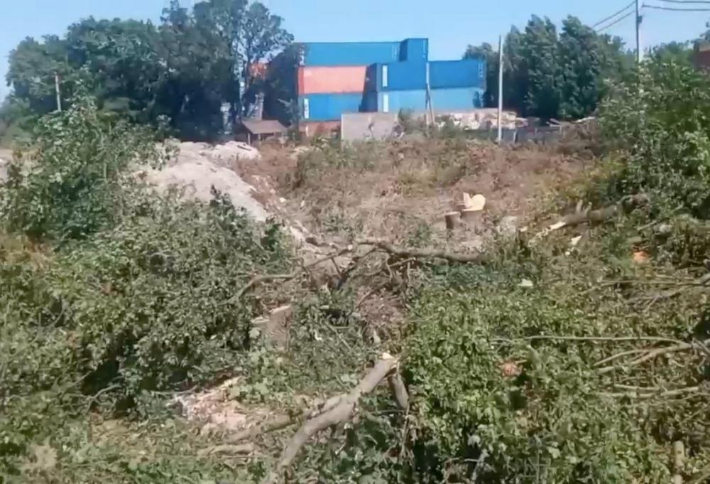 На реке Цемес в Новороссийске незаконно вырубили деревья