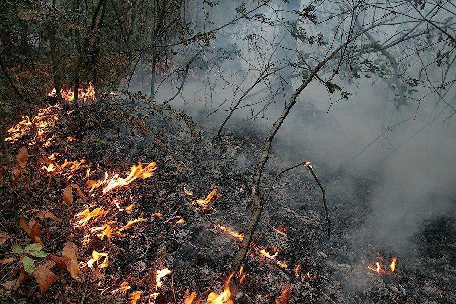 Под Геленджиком произошел крупный лесной пожар