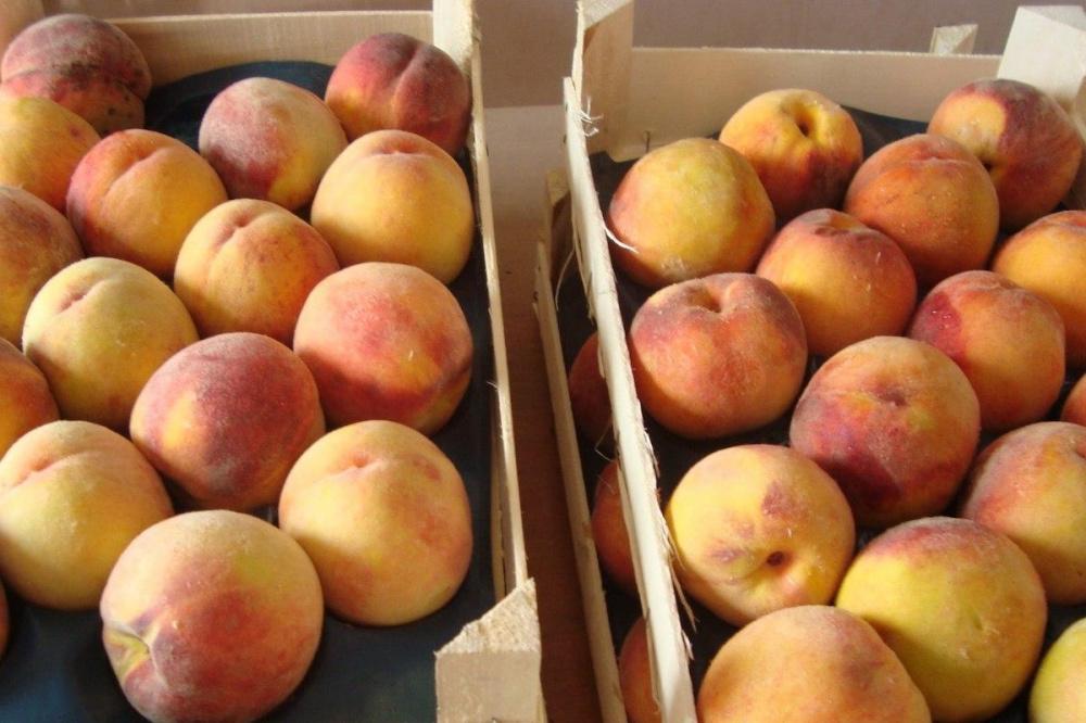 В порту Туапсе задержали почти 40 тонн персиков, зараженных вредителями