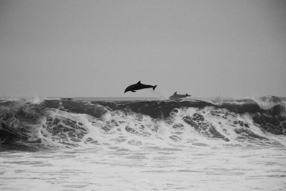 С начала года у берегов Кубани погибли 180 дельфинов
