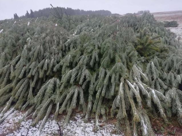 Из Удмуртии в Краснодарский край отправили первую партию новогодних деревьев 