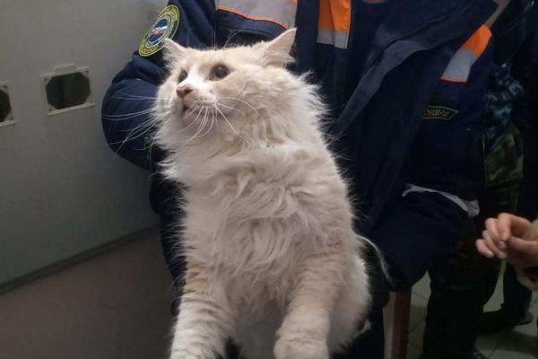 Ради спасения кота пробили стену в подъезде одного из домов Новороссийска