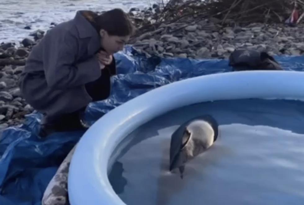 Беременная самка дельфина выбросилась на берег в Новороссийске