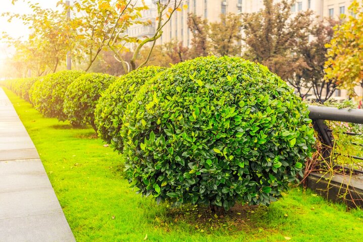 Неприхотливые кустарники для живой изгороди