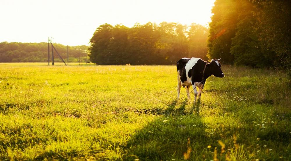 Кубань попала в лидеры по объему реализации молока 